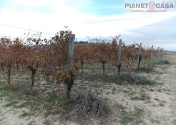 Foto 3 - Terreno agricolo Trivio, Ripatransone - foto 3