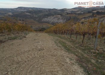Foto 5 - Terreno agricolo Trivio, Ripatransone - foto 5