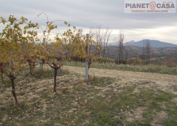 Foto 7 - Terreno agricolo Trivio, Ripatransone - foto 7