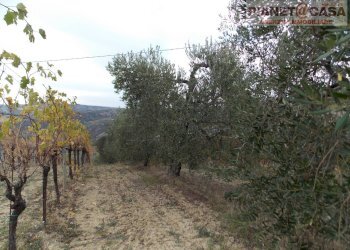 Foto 15 - Terreno agricolo Trivio, Ripatransone - foto 15