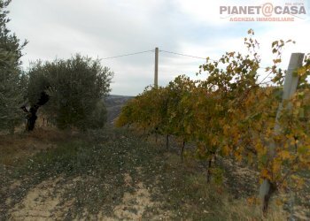 Foto 16 - Terreno agricolo Trivio, Ripatransone - foto 16