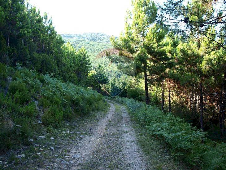 viale d\'ingresso - Agricultural land Località la Verruca Coli
 
1, Vicopisano - photo 1