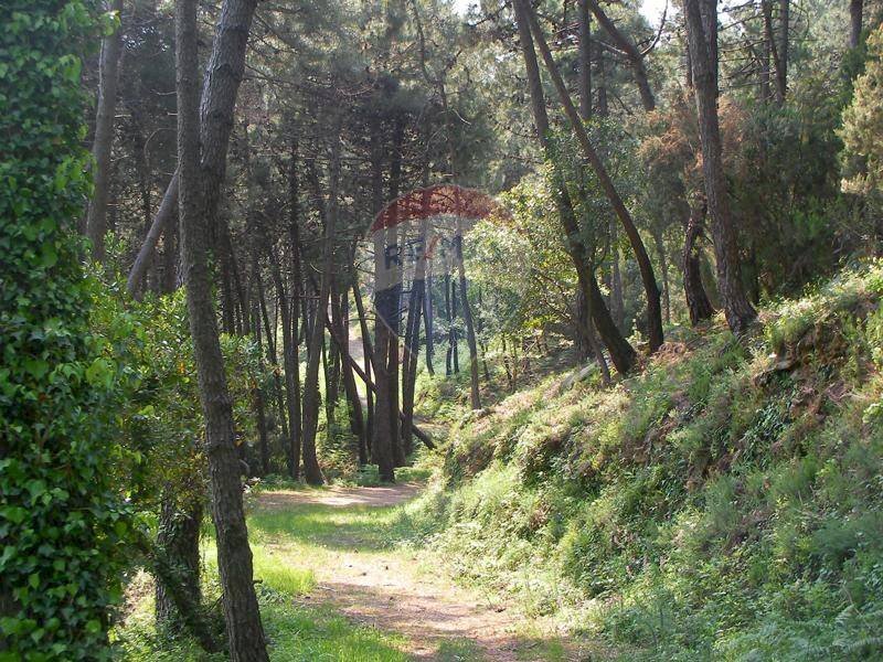 viale d\'ingresso - Agricultural land Località la Verruca Coli
 
1, Vicopisano - photo 2