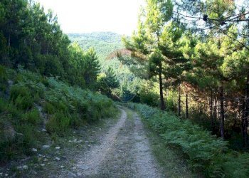 viale d\'ingresso - Terreno agricolo Località la Verruca Coli
 
1, Vicopisano - foto 1