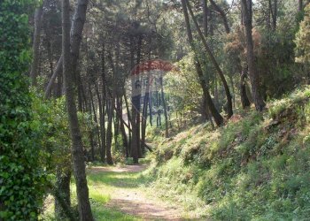 viale d\'ingresso - Terreno agricolo Località la Verruca Coli
 
1, Vicopisano - foto 2