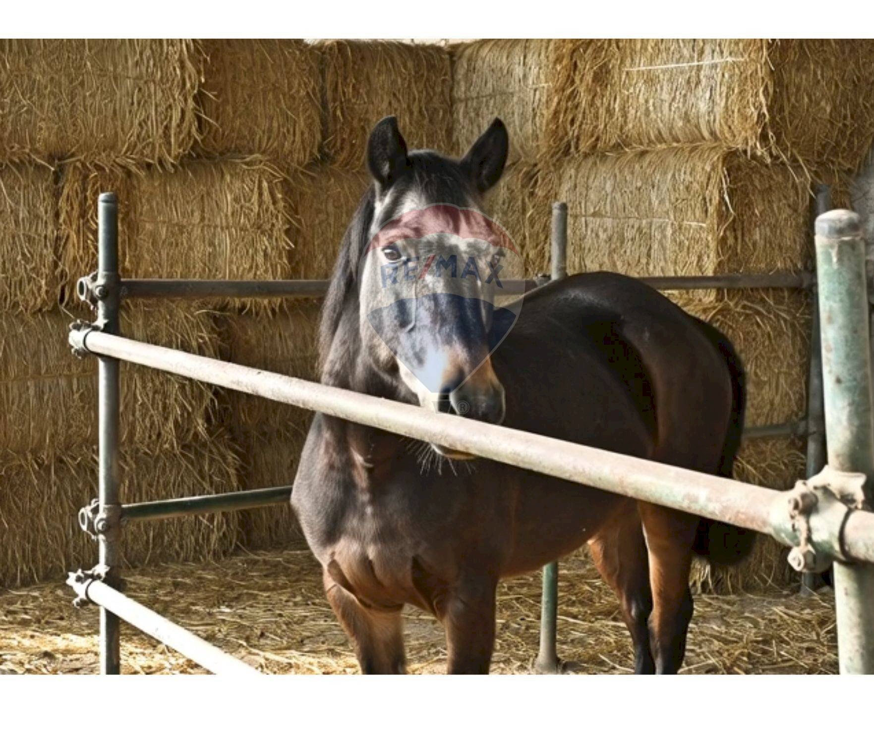 Lady - Rustico via Badia
 
52, Civitella di Romagna - foto 1