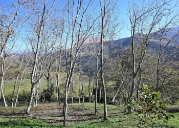 Vista delle montagne - Rustico via Badia
 
52, Civitella di Romagna - foto 50