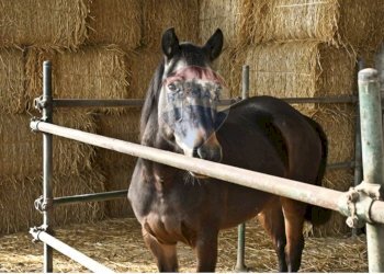 Lady - Rustico via Badia
 
52, Civitella di Romagna - foto 1