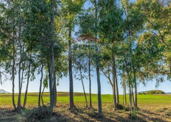 Giardino - Building land Via Cala del Vino
 
S.N.C., Alghero - photo 16
