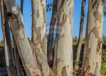 Edificio all\'aperto - Building land Via Cala del Vino
 
S.N.C., Alghero - photo 17