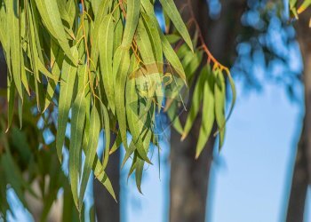 Dettagli - Building land Via Cala del Vino
 
S.N.C., Alghero - photo 18
