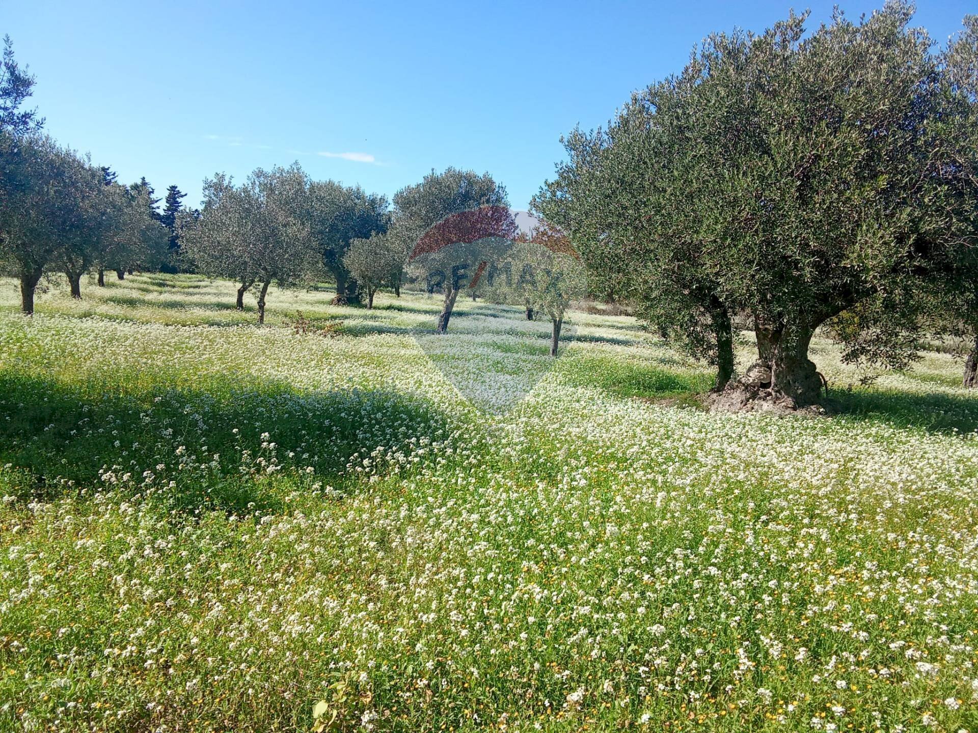 Giardino - Terreno agricolo Santa Maria del Focallo, Pozzallo - foto 1