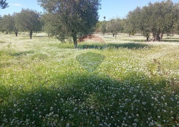 Giardino - Terreno agricolo Santa Maria del Focallo, Pozzallo - foto 8