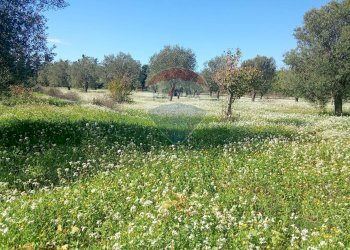 Giardino - Terreno agricolo Santa Maria del Focallo, Pozzallo - foto 10