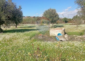 Giardino - Terreno agricolo Santa Maria del Focallo, Pozzallo - foto 15