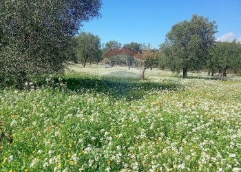 Giardino - Terreno agricolo Santa Maria del Focallo, Pozzallo - foto 16