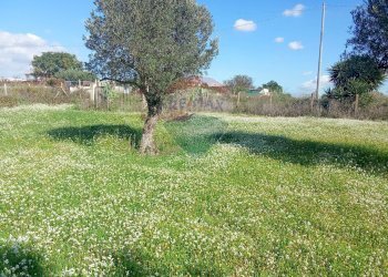 Giardino - Terreno agricolo Santa Maria del Focallo, Pozzallo - foto 19