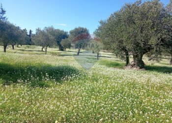 Giardino - Terreno agricolo Santa Maria del Focallo, Pozzallo - foto 1