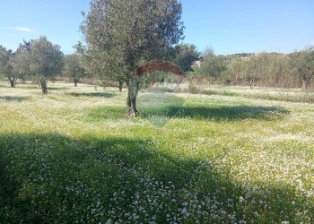 Giardino - Terreno agricolo Santa Maria del Focallo, Pozzallo - foto 22