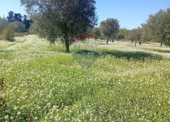 Giardino - Terreno agricolo Santa Maria del Focallo, Pozzallo - foto 24