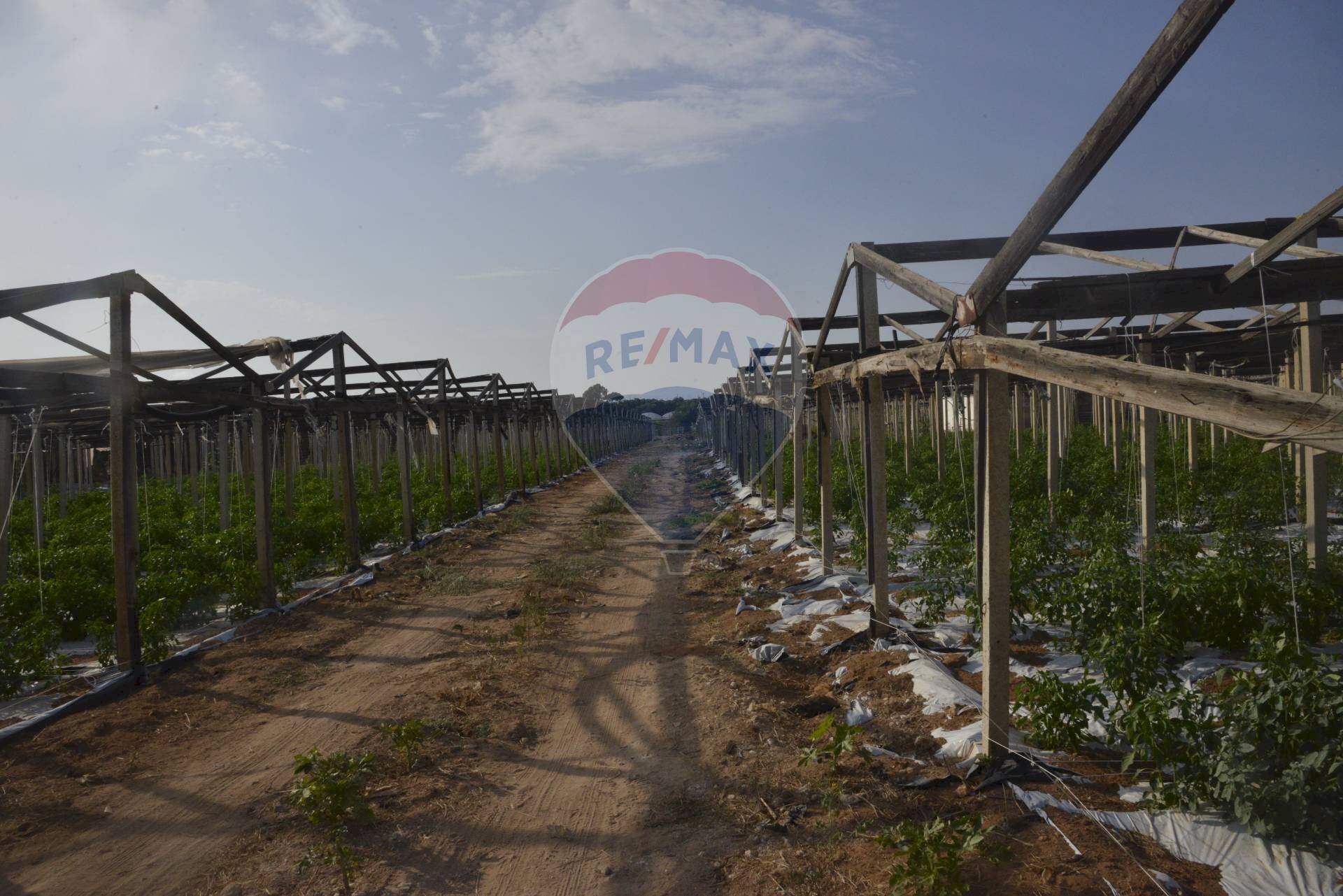 Giardino - Terreno agricolo C.da Pozzo Bollente
 
Snc, Vittoria - foto 2