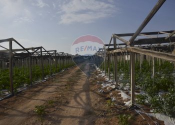 Giardino - Terreno agricolo C.da Pozzo Bollente
 
Snc, Vittoria - foto 2