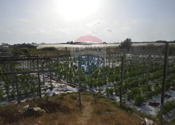 Balcone - Terreno agricolo C.da Pozzo Bollente
 
Snc, Vittoria - foto 5