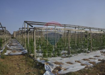 Balcone - Terreno agricolo C.da Pozzo Bollente
 
Snc, Vittoria - foto 6