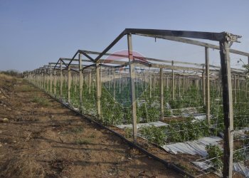 Giardino - Terreno agricolo C.da Pozzo Bollente
 
Snc, Vittoria - foto 8
