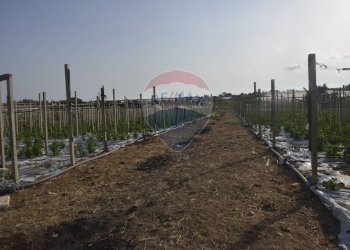 Edificio all\'aperto - Terreno agricolo C.da Pozzo Bollente
 
Snc, Vittoria - foto 10