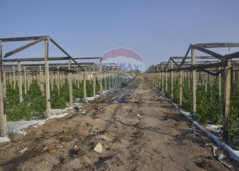 Giardino - Terreno agricolo C.da Pozzo Bollente
 
Snc, Vittoria - foto 1
