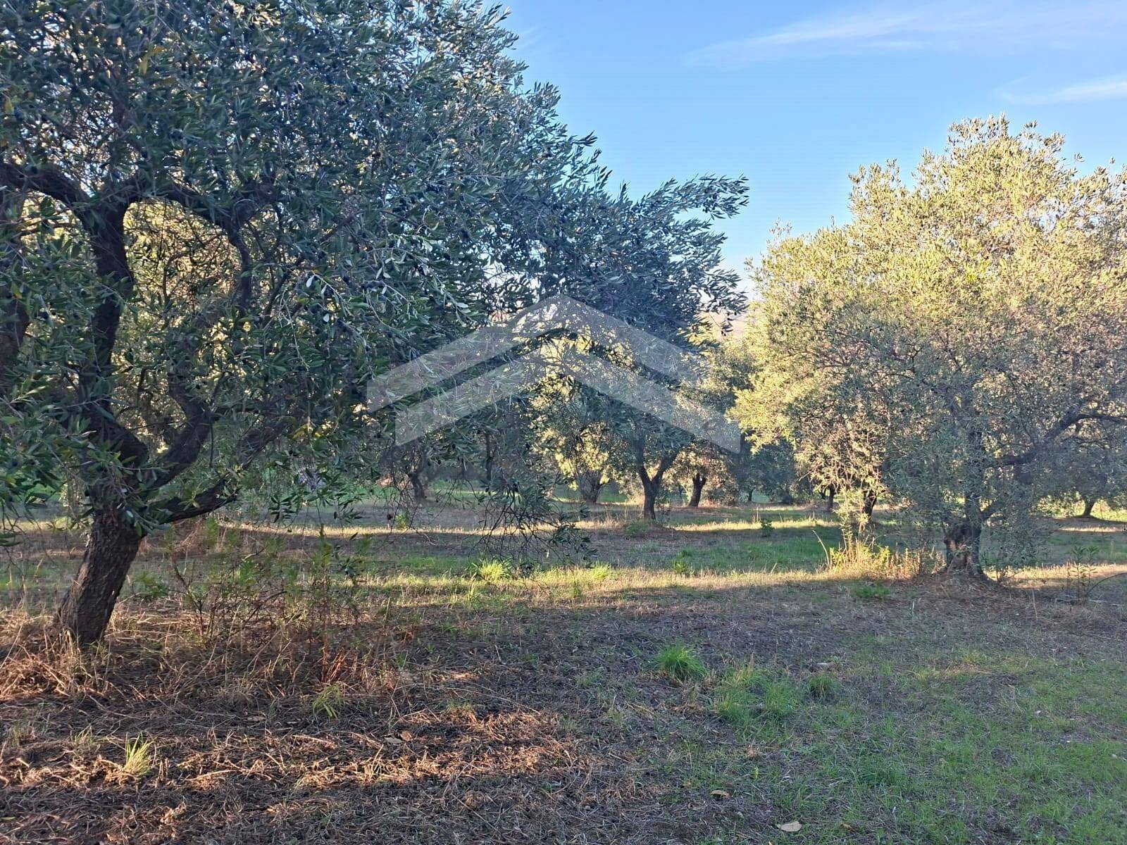 Foto 2 - Agricultural land Guardialfiera - photo 2