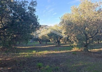 Foto 1 - Terreno agricolo Guardialfiera - foto 1