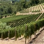 Terreno agricolo Canelli - foto 1