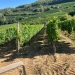 Terreno agricolo Canelli - foto 2