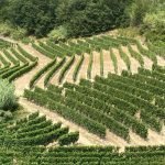 Terreno agricolo Canelli - foto 3