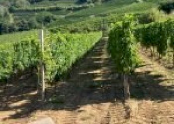 Agricultural land Canelli - photo 2