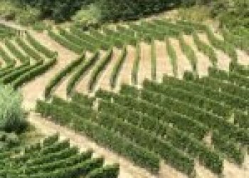 Agricultural land Canelli - photo 3