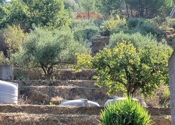 Giardino - Casa semi indipendente Contrada Rasalgone
 
snc, Piazza Armerina - foto 34