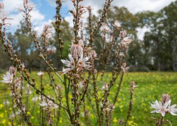 Giardino - Casa indipendente strada provinciale 34, Caltagirone - foto 47