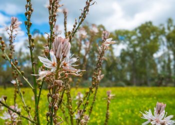 Dettagli - Casa indipendente strada provinciale 34, Caltagirone - foto 48