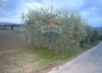 Giardino - Terreno edificabile Marsciano - foto 7