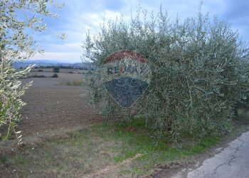 Giardino - Terreno edificabile Marsciano - foto 8