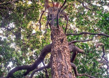 Giardino - Casa semi indipendente via Viviani
 
75, Levanto - foto 29