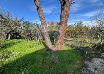 Giardino - Villa Via Della Zagara
 
12, Misilmeri - photo 10