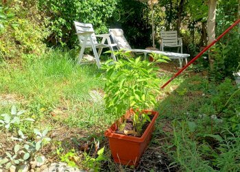 Foto 26 - Appartamento via guido ragli, Crespina Lorenzana - foto 26