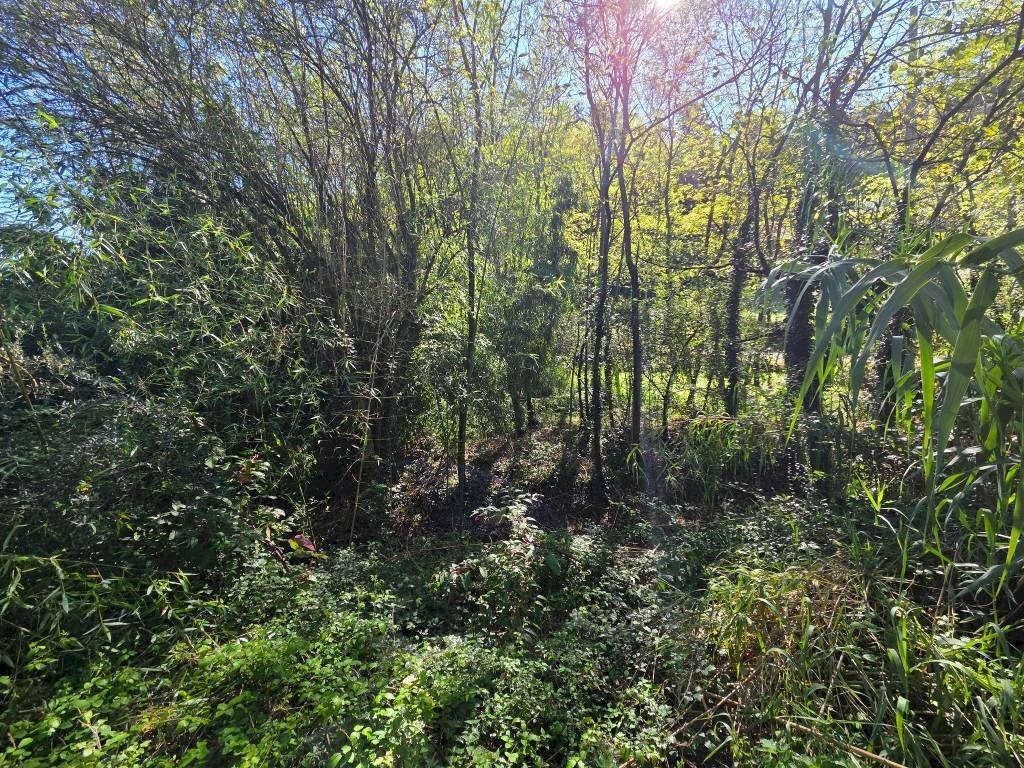 Terreno - Terreno agricolo via Vecchia Pisana, Lastra a Signa - foto 1