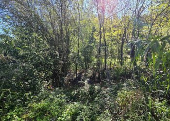 Terreno - Terreno agricolo via Vecchia Pisana, Lastra a Signa - foto 1