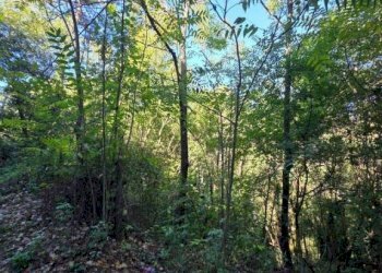 Terreno - Terreno agricolo via Vecchia Pisana, Lastra a Signa - foto 5