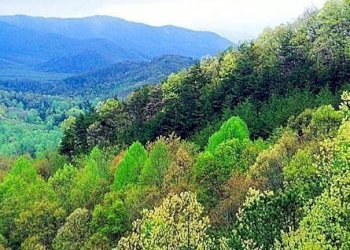 Vista - Terreno agricolo via Vecchia Pisana, Lastra a Signa - foto 6